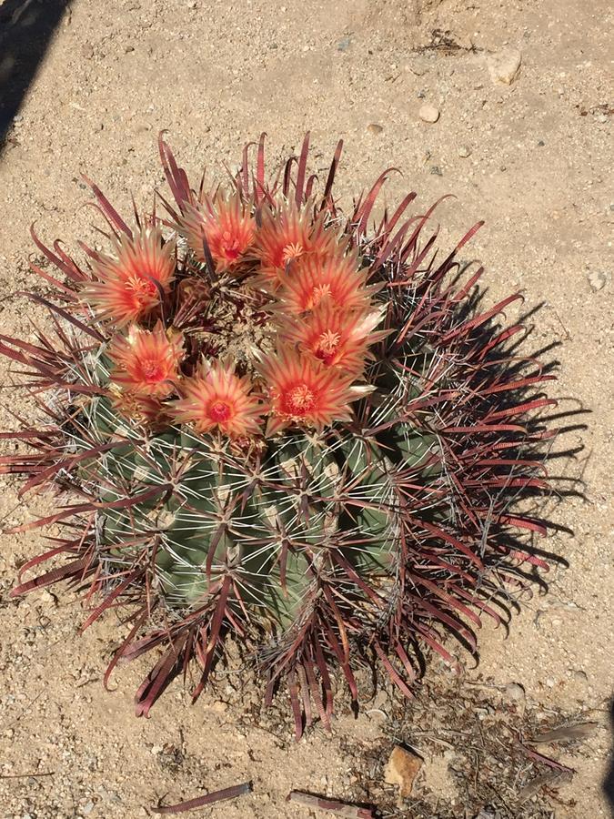 Villa Cactus Adobe Twentynine Palms Exterior foto